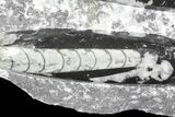 Polished Orthoceras (Cephalopod) Plate - #68369-1